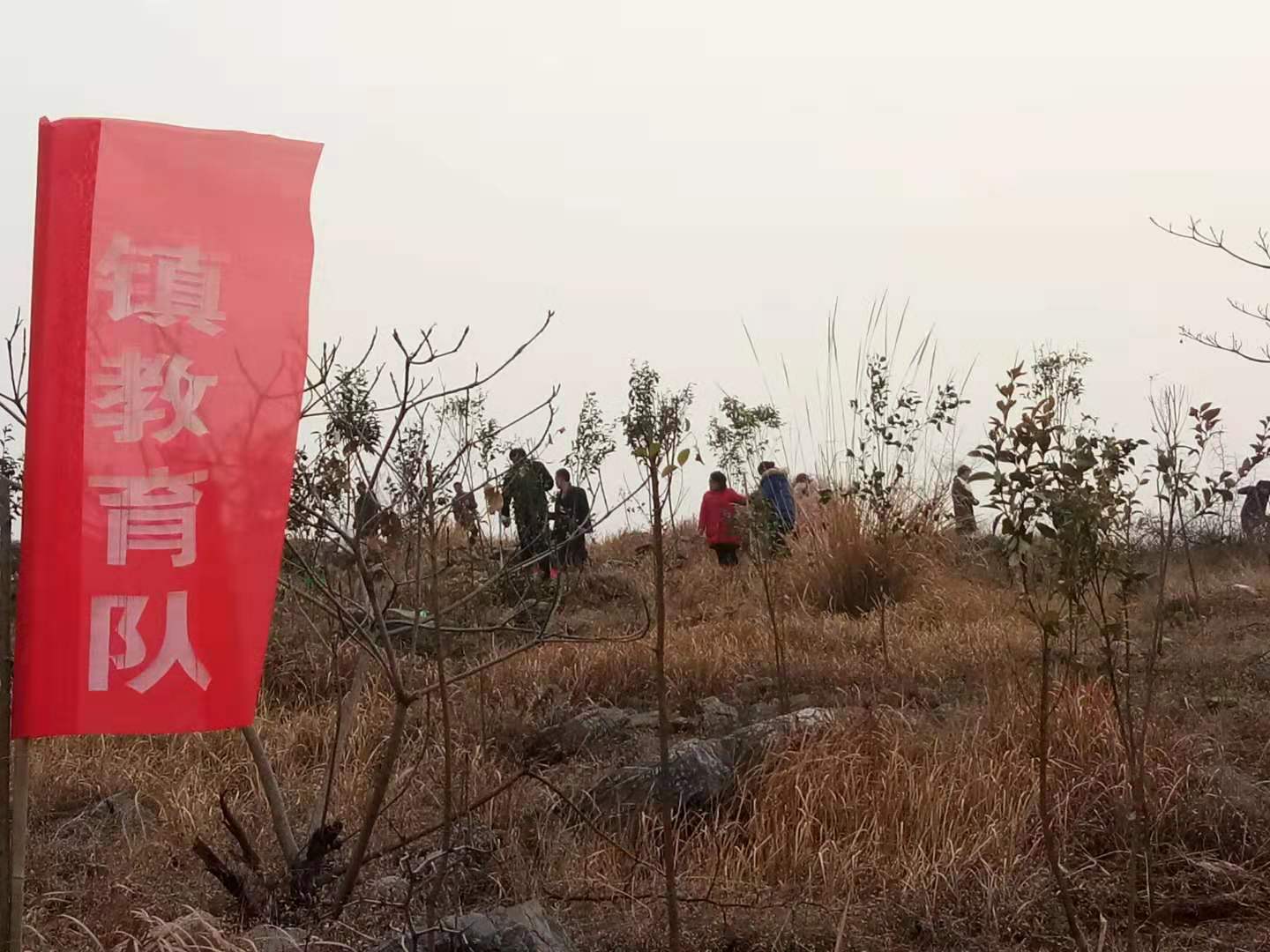 淅川县寺湾镇组织教师开展义务植树活动