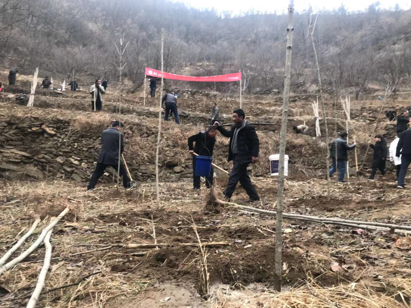 西峡县桑坪镇 抢抓时机植树造林 扮靓绿色家园