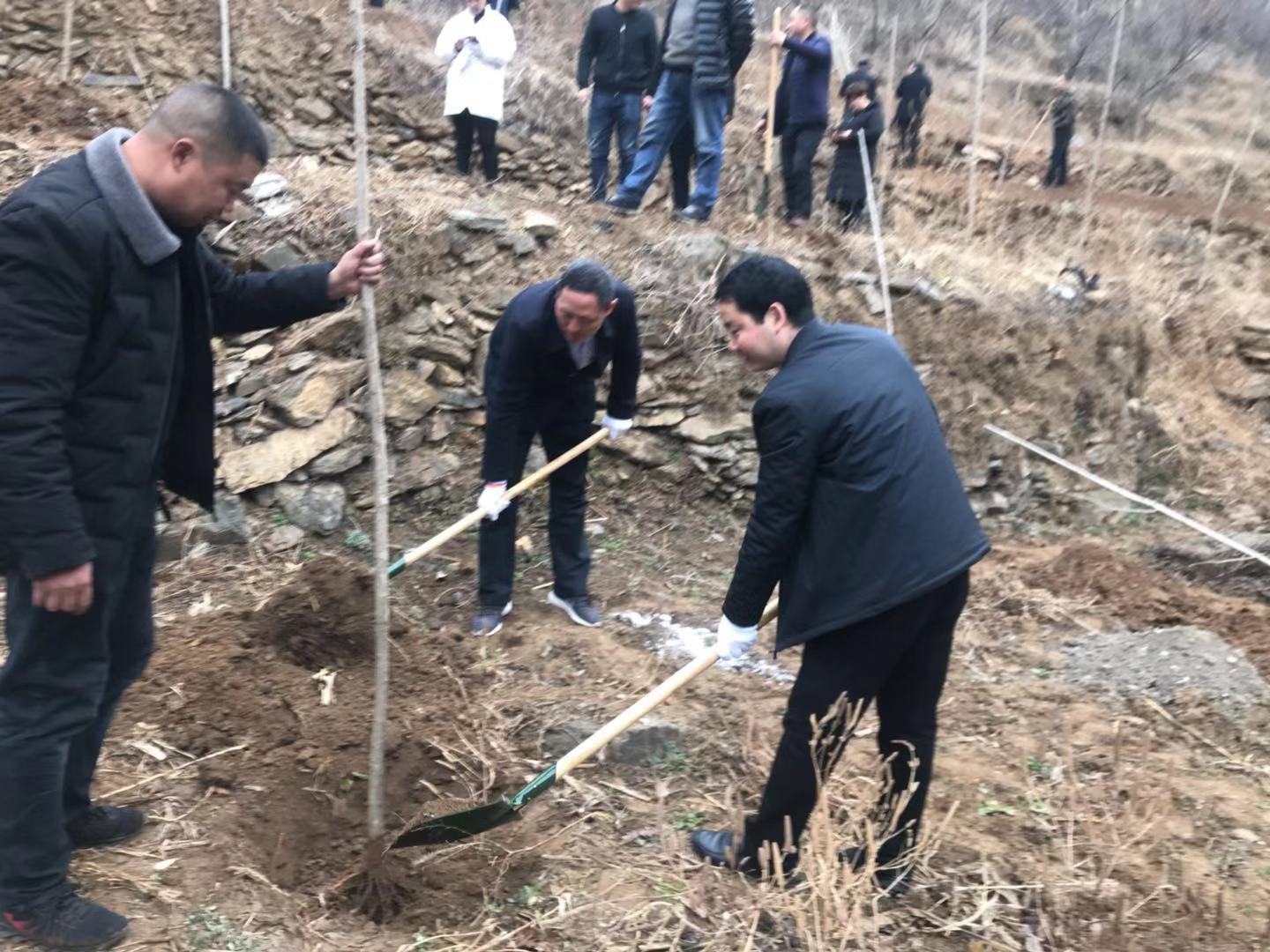 西峡县桑坪镇 抢抓时机植树造林 扮靓绿色家园