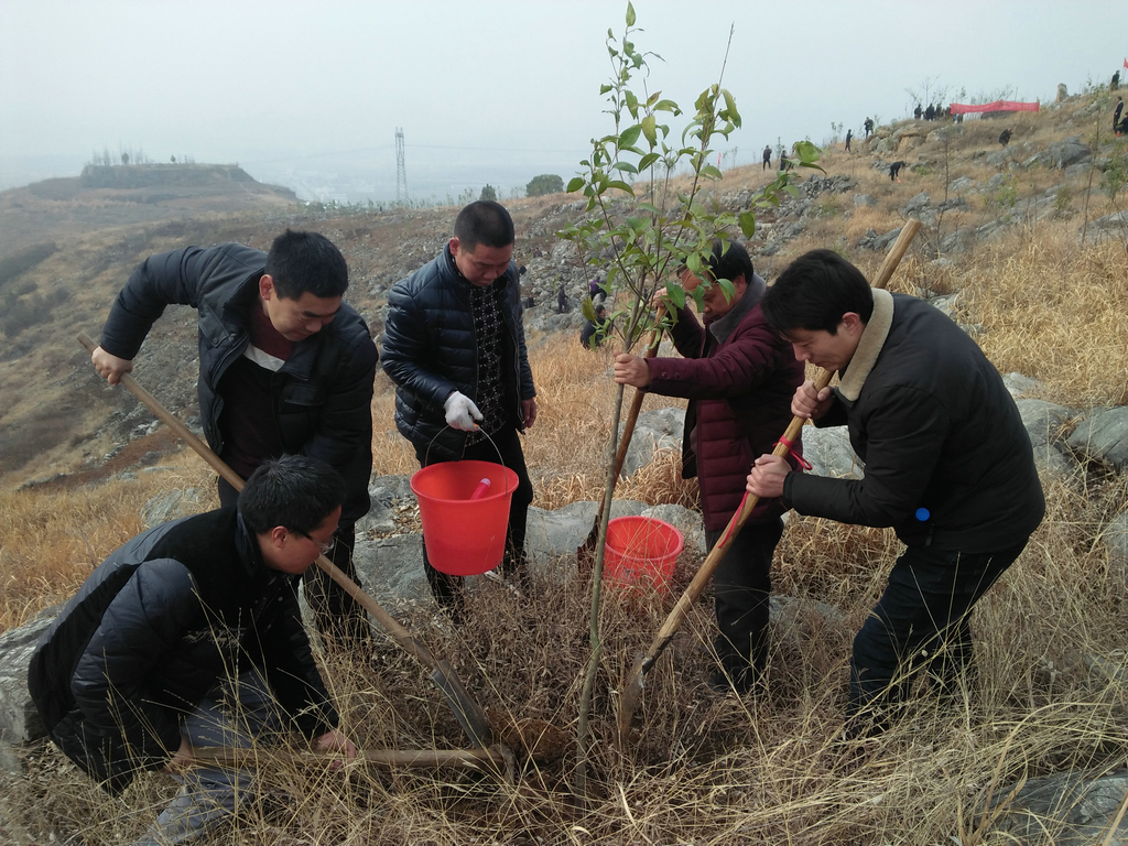淅川县寺湾镇大坪小学开展教师义务植树活动