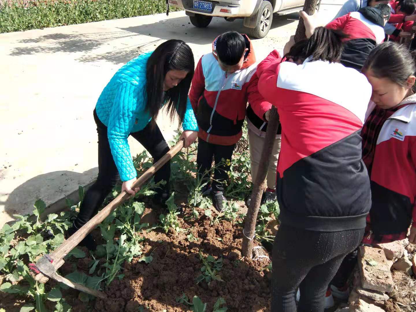 淅川县上集镇镇直小学开展植树活动