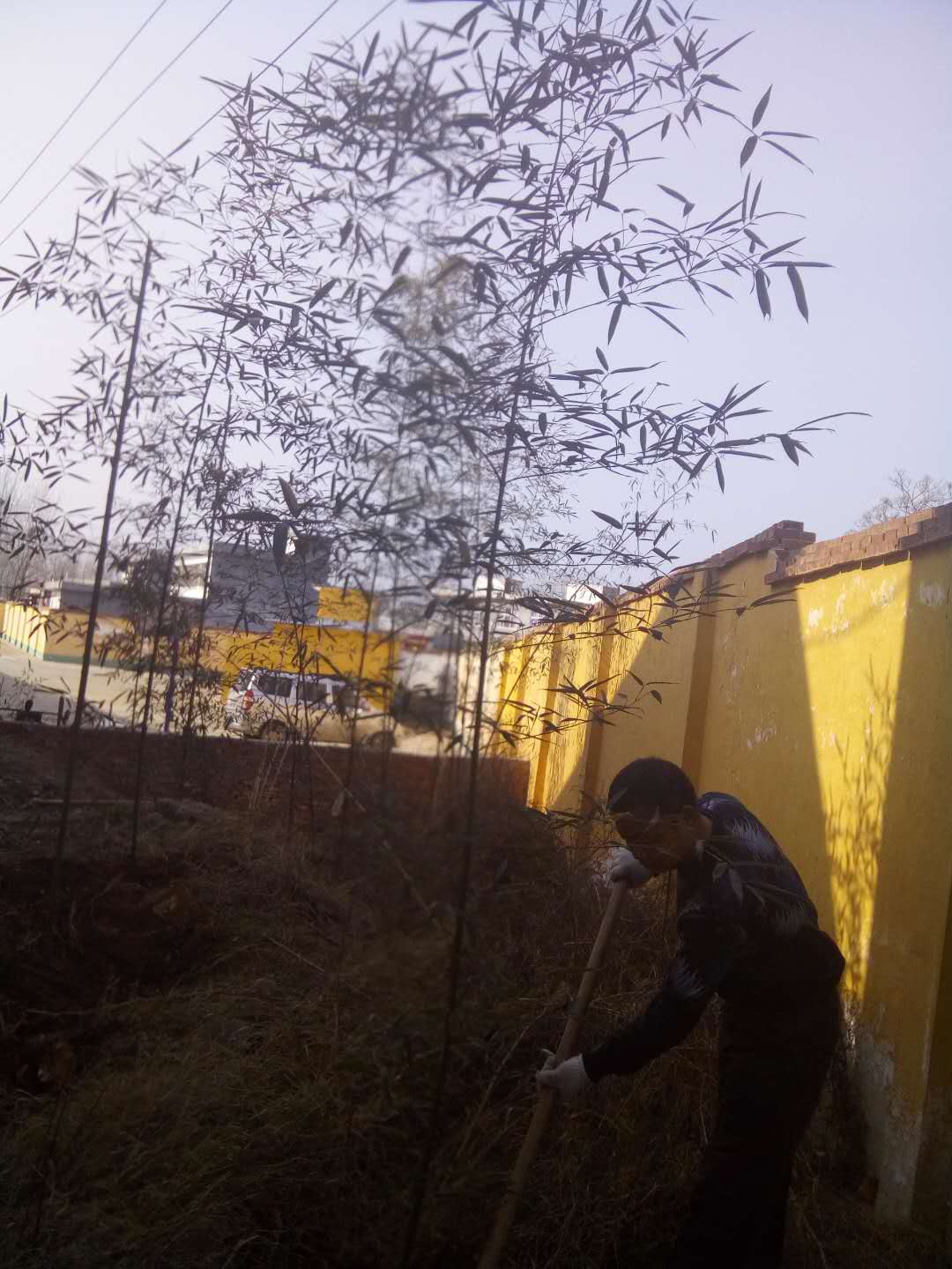 唐河县东王集乡王庄学校以少先队活动为载体宣传开展春季绿化工作