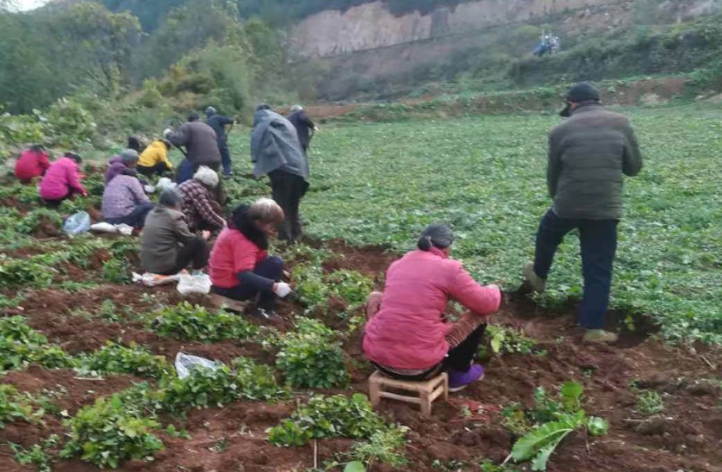 淅川仓房：千亩荒山披绿装 一片“丹参”助脱贫