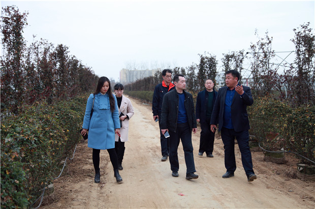 我们都是追梦人丨走进南阳月季大师王超,感受南阳月季