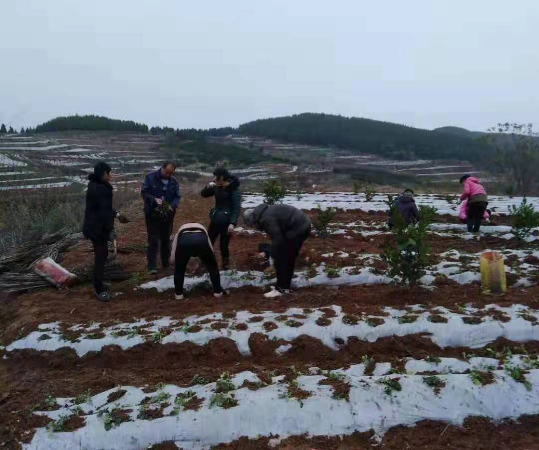 千亩丹参我知道 帮扶责任一肩挑