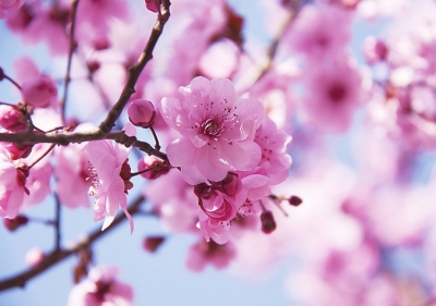 春暖新淅川花开新时代 南水北调源头淅川首届赏花节今日开幕