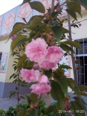 樱花海棠红，校园春意浓